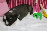 Calia, a female Border Collie and Cocker Spaniel for sale in Waynesboro, PA – 2 of 9