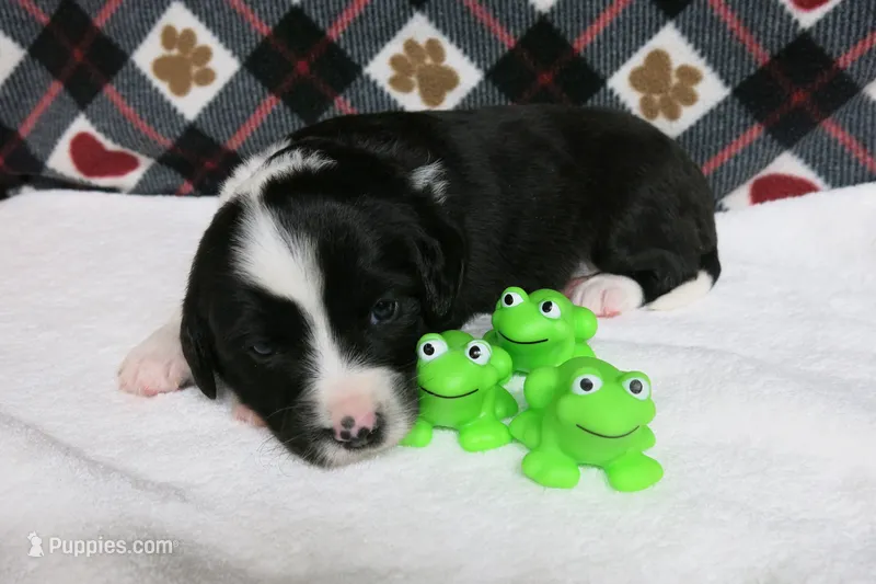 Dirk – Border Collie, Cocker Spaniel puppy for sale in Waynesboro, PA