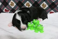 Dirk, a male Border Collie and Cocker Spaniel for sale in Waynesboro, PA – 5 of 9