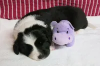 Gerri, a female Border Collie and Cocker Spaniel for sale in Waynesboro, PA – 4 of 7