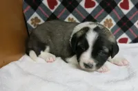 Barry, a male Border Collie and Cocker Spaniel for sale in Waynesboro, PA – 1 of 10