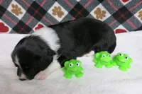 Fletcher, a male Border Collie and Cocker Spaniel for sale in Waynesboro, PA – 3 of 6