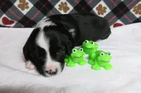 Dirk, a male Border Collie and Cocker Spaniel for sale in Waynesboro, PA – 3 of 9
