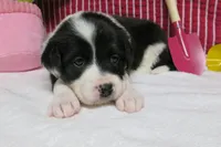 Elna, a female Border Collie and Cocker Spaniel for sale in Waynesboro, PA – 1 of 9