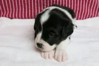 Elna, a female Border Collie and Cocker Spaniel for sale in Waynesboro, PA – 2 of 9
