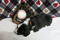 Dirk, a male Border Collie and Cocker Spaniel for sale in Waynesboro, PA – 8 of 9