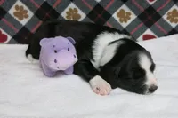 Howie, a male Border Collie and Cocker Spaniel for sale in Waynesboro, PA – 6 of 6