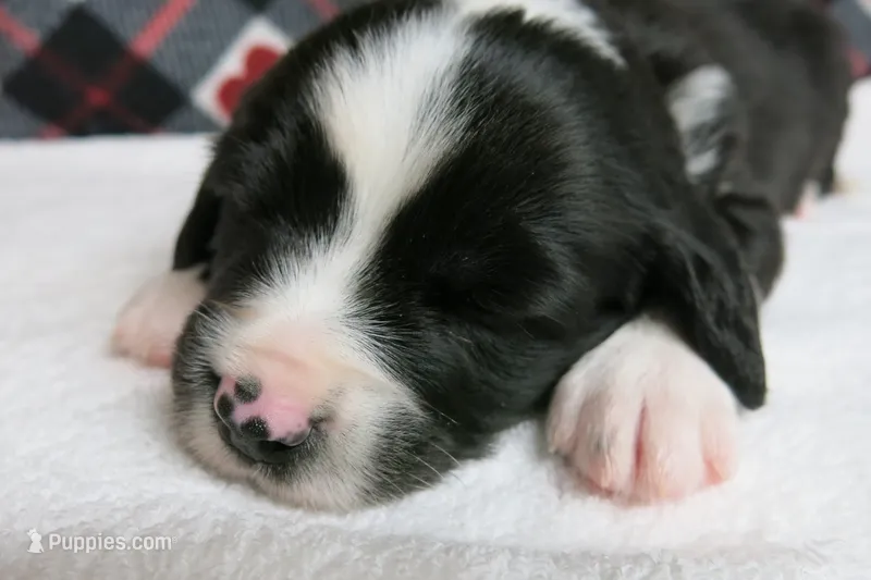 Dirk – Border Collie, Cocker Spaniel puppy for sale in Waynesboro, PA