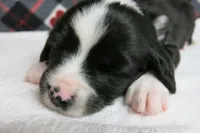 Dirk, a male Border Collie and Cocker Spaniel for sale in Waynesboro, PA – 6 of 9