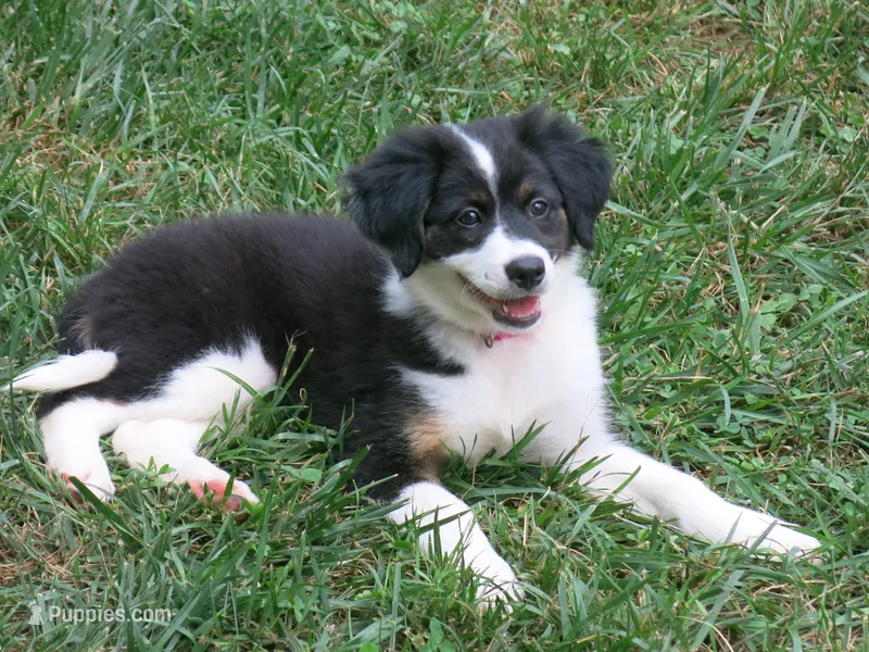 Gerri – Border Collie, Cocker Spaniel puppy for sale in Waynesboro, PA