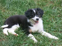 Gerri, a female Border Collie and Cocker Spaniel for sale in Waynesboro, PA – 1 of 4