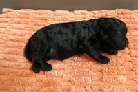 Ebony, a female Poodle - Toy  for sale in Waynesboro, PA – 3 of 10