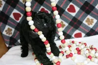 Ebony, a female Poodle - Toy  for sale in Waynesboro, PA – 9 of 10