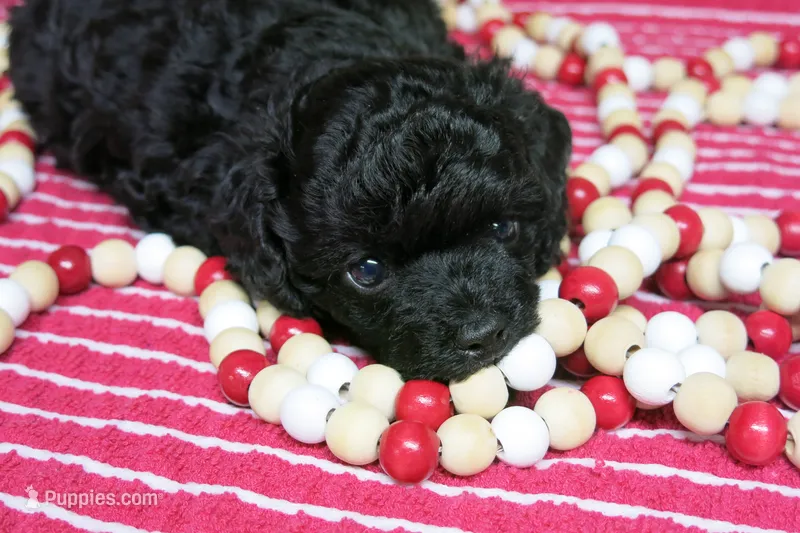Ebony – Poodle - Toy  puppy for sale in Waynesboro, PA