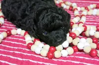 Ebony, a female Poodle - Toy  for sale in Waynesboro, PA – 4 of 10