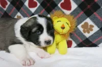 Barry, a male Border Collie and Cocker Spaniel for sale in Waynesboro, PA – 10 of 10