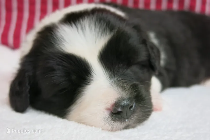 Gerri – Border Collie, Cocker Spaniel puppy for sale in Waynesboro, PA