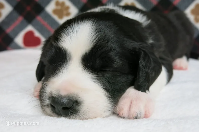 Howie – Border Collie, Cocker Spaniel puppy for sale in Waynesboro, PA