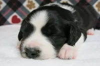 Howie, a male Border Collie and Cocker Spaniel for sale in Waynesboro, PA – 5 of 6
