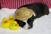 Gerri, a female Border Collie and Cocker Spaniel for sale in Waynesboro, PA – 7 of 7