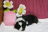 Gerri, a female Border Collie and Cocker Spaniel for sale in Waynesboro, PA – 2 of 7