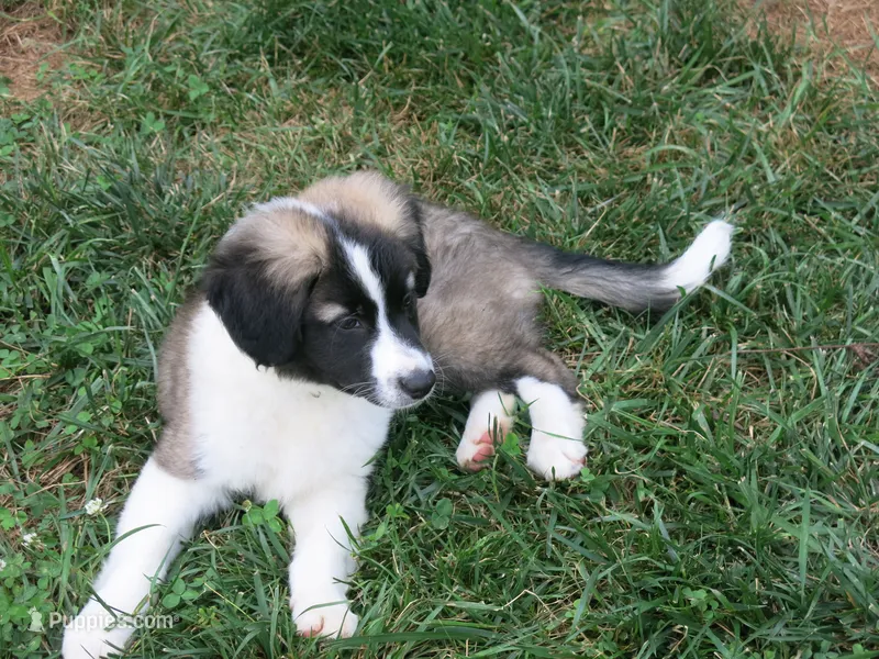 Barry – Border Collie, Cocker Spaniel puppy for sale in Waynesboro, PA