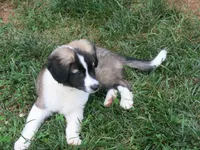 Barry, a male Border Collie and Cocker Spaniel for sale in Waynesboro, PA – 1 of 3