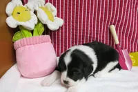 Elna, a female Border Collie and Cocker Spaniel for sale in Waynesboro, PA – 3 of 9