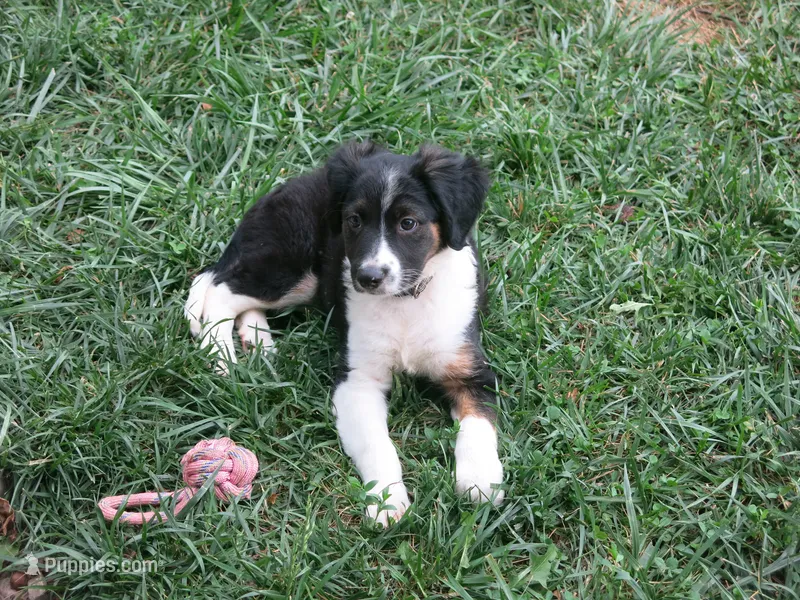 Fletcher – Border Collie, Cocker Spaniel puppy for sale in Waynesboro, PA