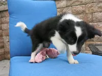 Elna, a female Border Collie and Cocker Spaniel for sale in Waynesboro, PA – 2 of 3