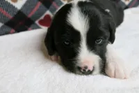 Dirk, a male Border Collie and Cocker Spaniel for sale in Waynesboro, PA – 4 of 9