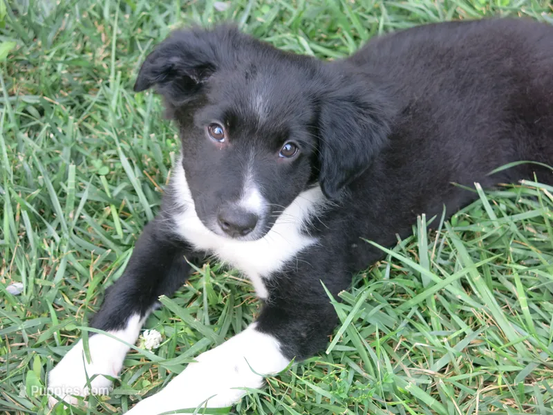 Howie – Border Collie, Cocker Spaniel puppy for sale in Waynesboro, PA