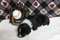 Fletcher, a male Border Collie and Cocker Spaniel for sale in Waynesboro, PA – 6 of 6