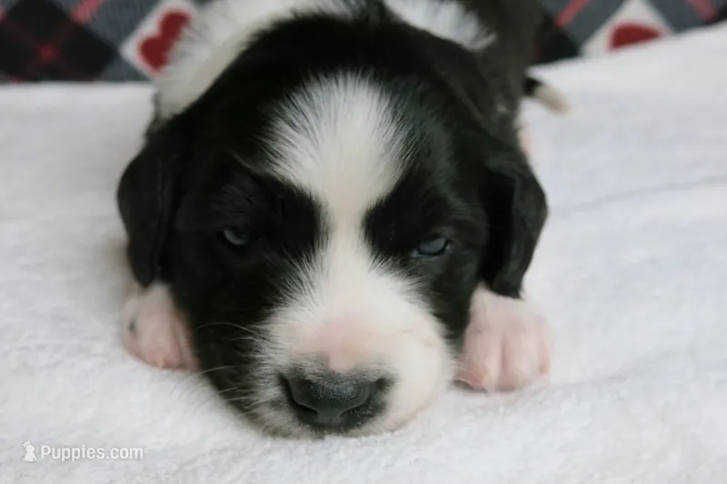 Howie – Border Collie, Cocker Spaniel puppy for sale in Waynesboro, PA