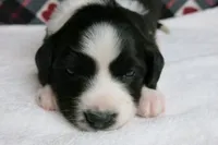 Howie, a male Border Collie and Cocker Spaniel for sale in Waynesboro, PA – 1 of 6