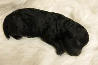 Ebony, a female Poodle - Toy  for sale in Waynesboro, PA – 2 of 10
