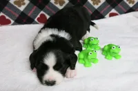 Howie, a male Border Collie and Cocker Spaniel for sale in Waynesboro, PA – 2 of 6