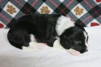 Alfie, a male Border Collie and Cocker Spaniel for sale in Waynesboro, PA – 4 of 9