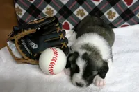 Barry, a male Border Collie and Cocker Spaniel for sale in Waynesboro, PA – 6 of 10