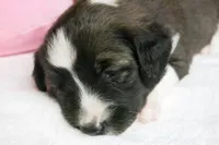 Calia, a female Border Collie and Cocker Spaniel for sale in Waynesboro, PA – 9 of 9