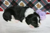 Alfie, a male Border Collie and Cocker Spaniel for sale in Waynesboro, PA – 6 of 9