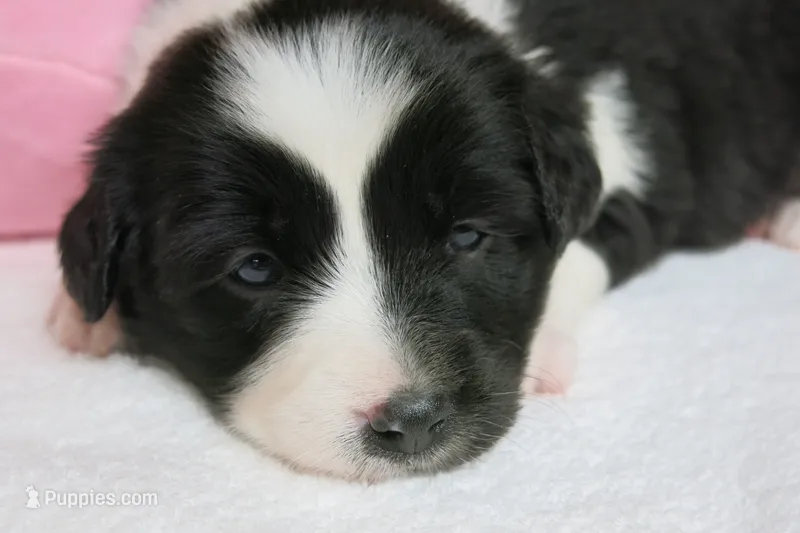 Gerri – Border Collie, Cocker Spaniel puppy for sale in Waynesboro, PA