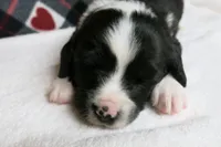 Dirk, a male Border Collie and Cocker Spaniel for sale in Waynesboro, PA – 9 of 9