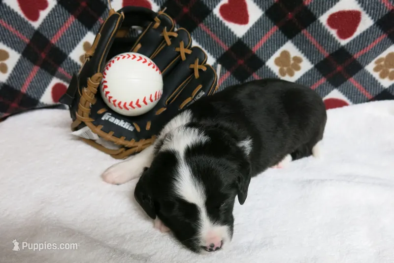 Dirk – Border Collie, Cocker Spaniel puppy for sale in Waynesboro, PA