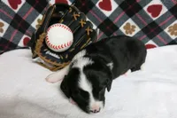 Dirk, a male Border Collie and Cocker Spaniel for sale in Waynesboro, PA – 1 of 9