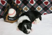 Alfie, a male Border Collie and Cocker Spaniel for sale in Waynesboro, PA – 7 of 9