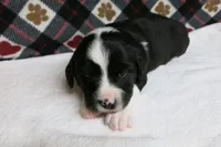 Dirk, a male Border Collie and Cocker Spaniel for sale in Waynesboro, PA – 2 of 9