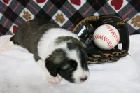 Barry, a male Border Collie and Cocker Spaniel for sale in Waynesboro, PA – 8 of 10