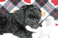 Ebony, a female Poodle - Toy  for sale in Waynesboro, PA – 6 of 10