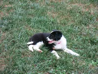 Gerri, a female Border Collie and Cocker Spaniel for sale in Waynesboro, PA – 3 of 4